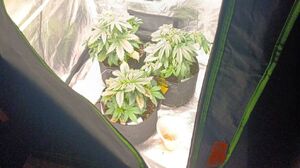 zabezpieczone narkotyki i krzaki konopi