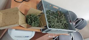 zabezpieczone narkotyki