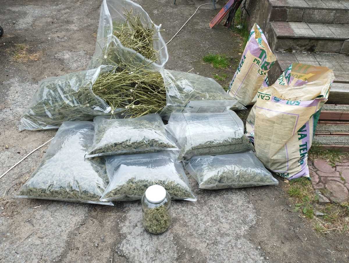 Ostrowieccy policjanci zlikwidowali plantacje i zabezpieczyli marihuanę